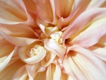 ~Soft Dahlia~