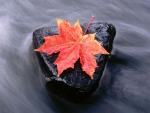 ~Maple Leaf and The Running Stream~