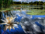 ~Lotus on The Lake~
