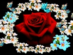  Rose,Butterflies and Plumeria