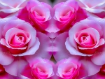Pink Roses Collage