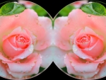 Pink Roses Collage