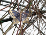 A giant blue butterfly at the garden