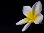 ~Single Plumeria~