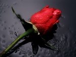 ~Single Rose~