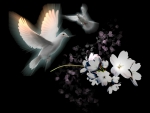 Doves & Flowers
