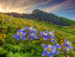Mountain wildflowers