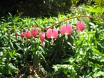 Bleeding heart