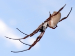 Golden silk orb weaver