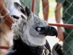 HARPY EAGLE