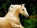 Palomino Horse