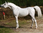 White Arabian