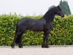 Sybren the Frisian Horse