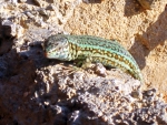 Colorful lizard
