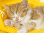 Kitten sleeping