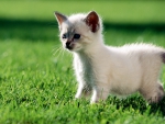 LITTLE KITTEN IN GRASS