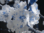 WHITE & BLUE PETALS