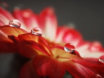 WATER DROPS ON PRETTY PETALS