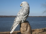 The White Peregrine Falcon