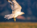 The White Peregrine Falcon