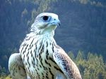 The White Peregrine Falcon