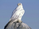 The White Peregrine Falcon