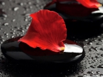 ZEN STONES & ROSE PETALS