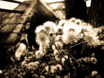 YESTERYEARS DANDELIONS