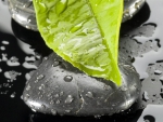 ZEN STONE AND NATURES LEAF