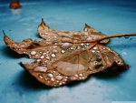 AUTUMNS WET LEAF