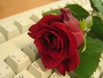 ~ â™¥áƒ¦ red rose for my on line friends áƒ¦â™¥ ~