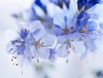 Blue Flower