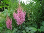 Pink Astilbe