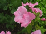 Pink Mallow