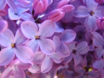 Lilac close up