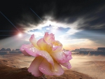 flower in the desert