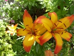Lilium asiatic grand cru