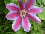 Clematis flower