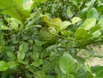 Kaffir lime Citrus Hystrix