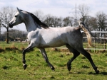 Grey Arabian Horse