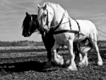 Shires Draft Horses