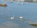 swan family are bk
