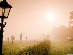 Fog over the meadow
