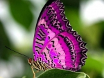 Fuschia Butterfly