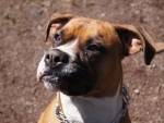 Our Boxer