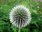 Thistle