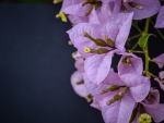 Violet Bougainvilla Flowers