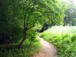 Lovely path