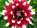 Red flower