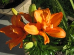 Orange Lilies in my garden AB - CA